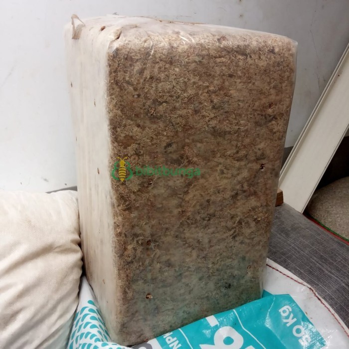 Ready...Ready...Ready...] Sphagnum Moss Chile 5 Kg Lumut Kering Media Tanam Anggrek Spagnum Mos