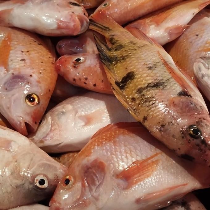 

IKAN NILA MERAH SEGAR (Ukuran Kecil) 500gr