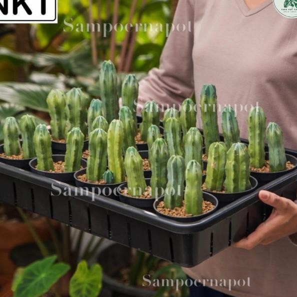 1 Set Tray + 15 Pcs Pot Hitam 10Cm | Tray Nkt 50Cm | Tray Semai Bibit