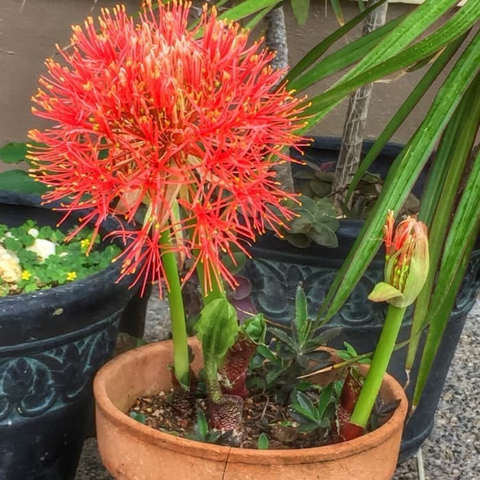 Bibit Tanaman Hias Bunga Blood Lily/Bunga Desember/Kembang Api Merah