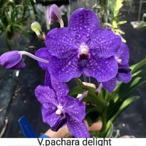 Anggrek Vanda Dewasa