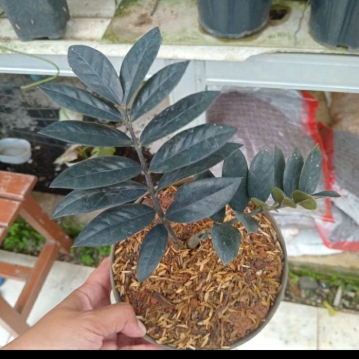 Tanaman Hias Rare Black Raven Zz Zamio Zamia Hitam