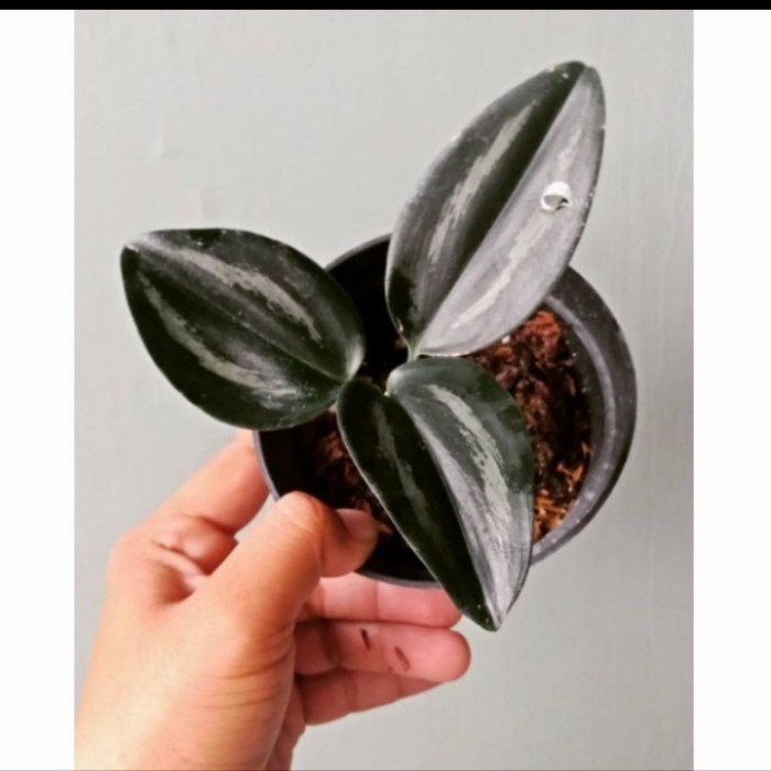 Tanaman Hias Scindapsus Trubimilk Black - Scindapsus Hitam Cantik