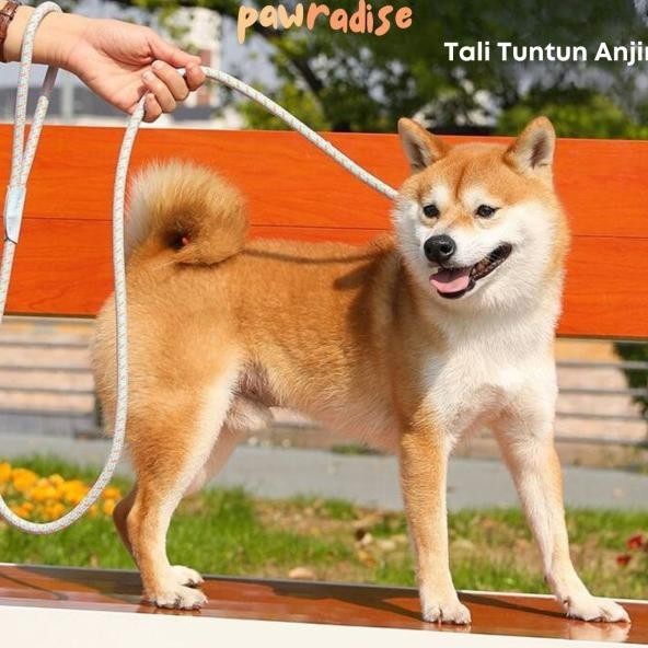 Dog Leash / Dog Slip Leash / Tali Tuntun Anjing