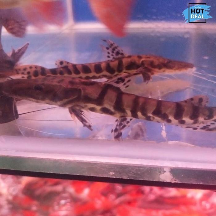 New Arrival Ikan Lele Hias Tiger Tsn Belang Predator Air Tawar Aquarium Kolam Kekinian