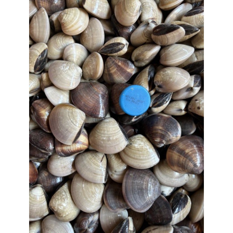 

Kerang Tahu 1kg