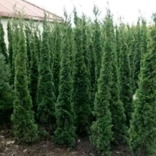 Pohon Cemara Lilin-Tanaman Cemara Lilin