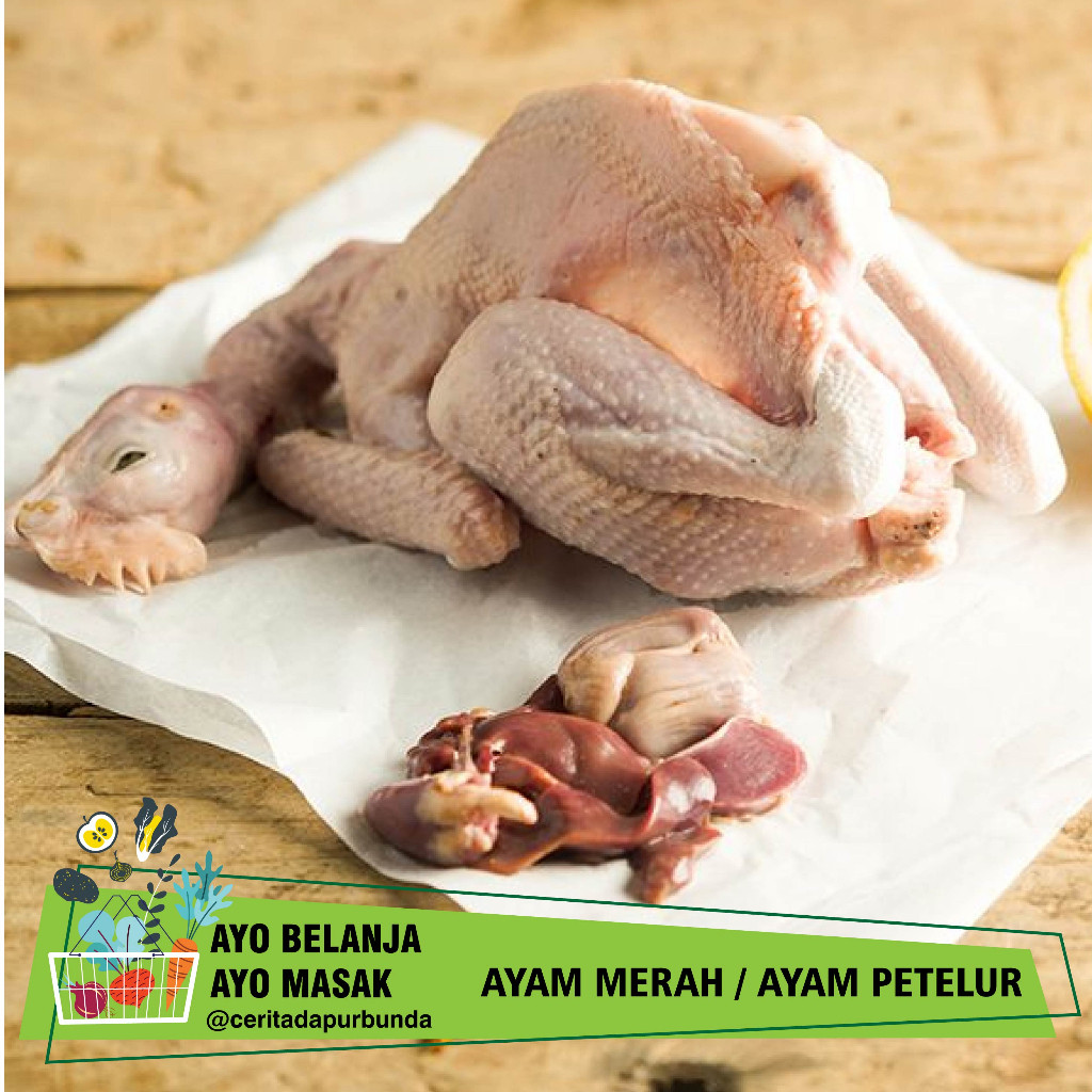 

AYAM MERAH / AYAM PETELUR FRESH per ekor