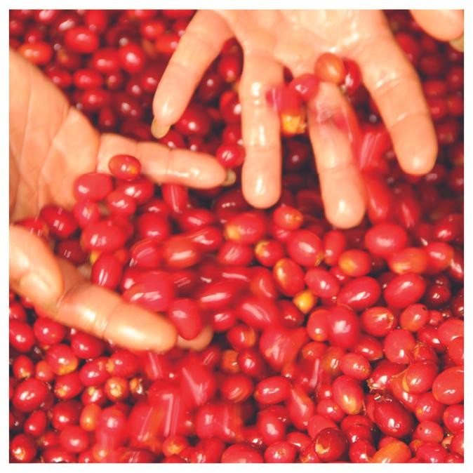 

Arabica Green Beans - Sunda Aromanis Klasik Beans