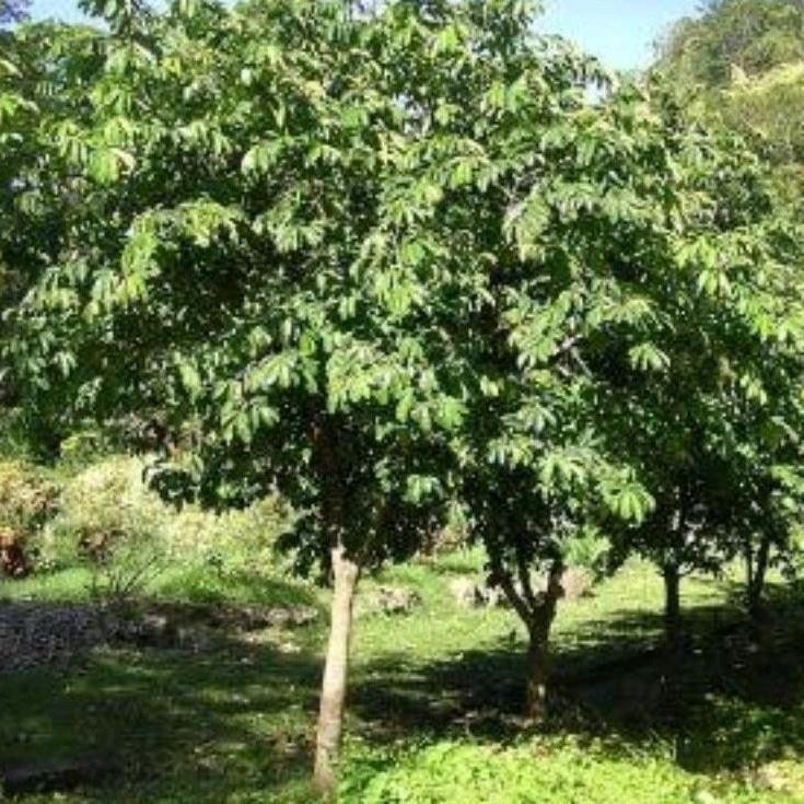 

DAUN SIRSAK HERBAL SEGAR HIJAU NON KIMIA 100LEMBAR LANGSUNG DI PETIK - CUCI GUDANG