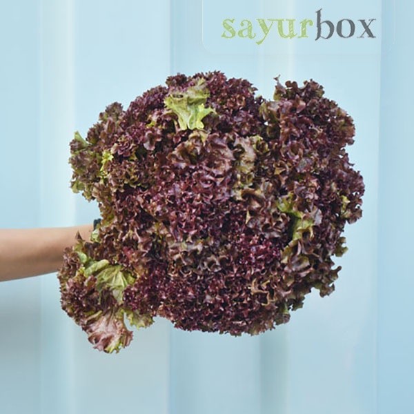 

Selada Lollorosa Konvensional 200 gram Sayurbox