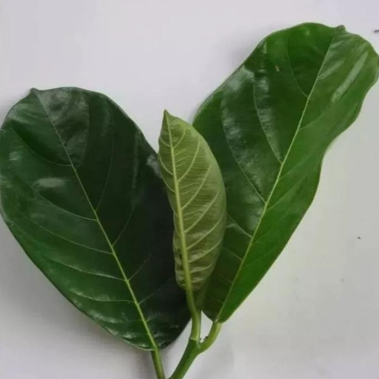 

30 LEMBAR DAUN NANGKA OBAT ALAMI DIABETES. - YOTRO OFFICIAL