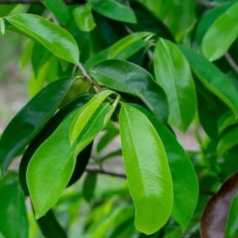 

DAUN SIRSAK HERBAL SEGAR HIJAU NON KIMIA 100LEMBAR LANGSUNG DI PETIK - PROMO