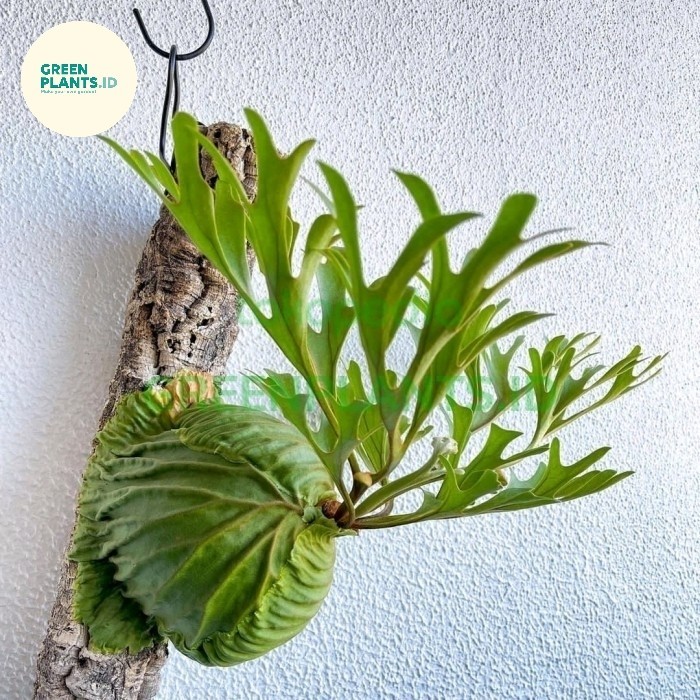 PLATYCERIUM RIDLEYI SIZE M