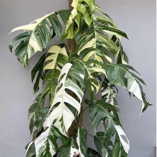 MONSTERA EKOR NAGA VARIGATA EPIPREMNUM