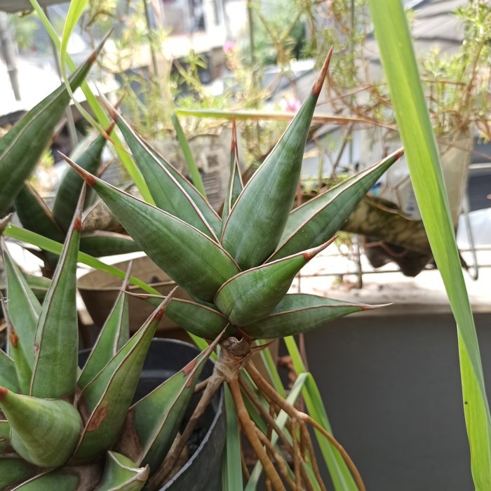TANAMAN HIAS SANSEVIERIA PINGUICULA PINGUIN ANTI POLUTAN SANSIVERA C