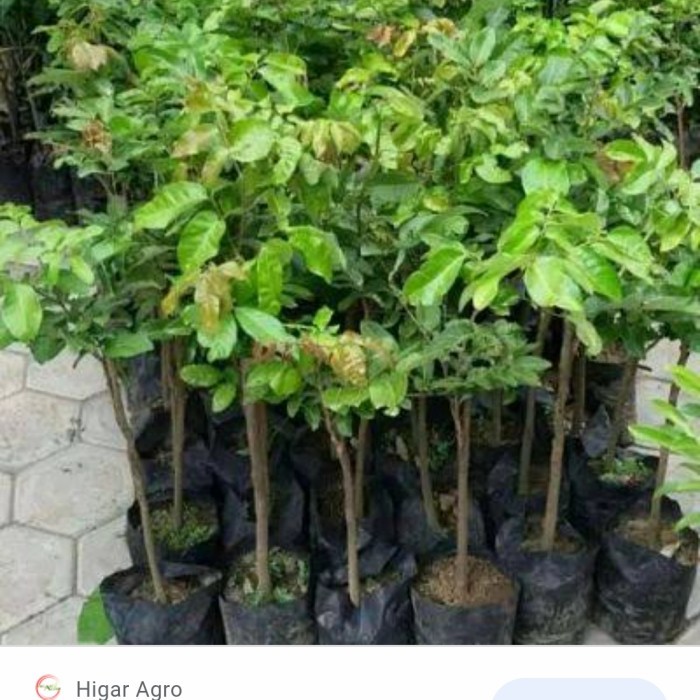 BIBIT POHN KELENGKENG CANGKOK