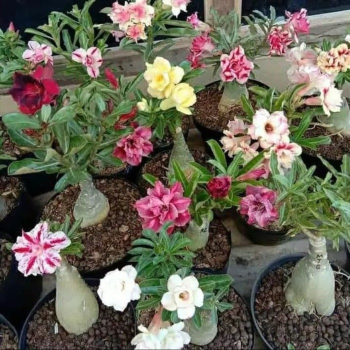 BUNGA ADENIUM (KAMBOJA JEPANG) /POHON BONSAI + POT CANTIK