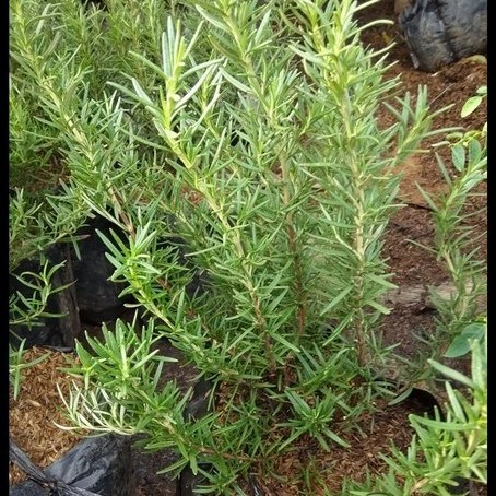 TANAMAN HERBAR ROSEMARY POLYBAG BESAR / TANAMAN HIAS ROSEMARY