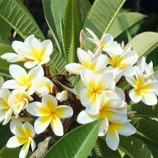 POHON KAMBOJA PUTIH TINGGI 2 METER