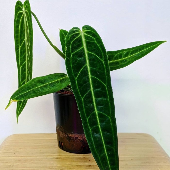 TANAMAN HIAS ANTHURIUM WAROCQUEANUM / LIDAH GAJAH / WAROCQUEANUM