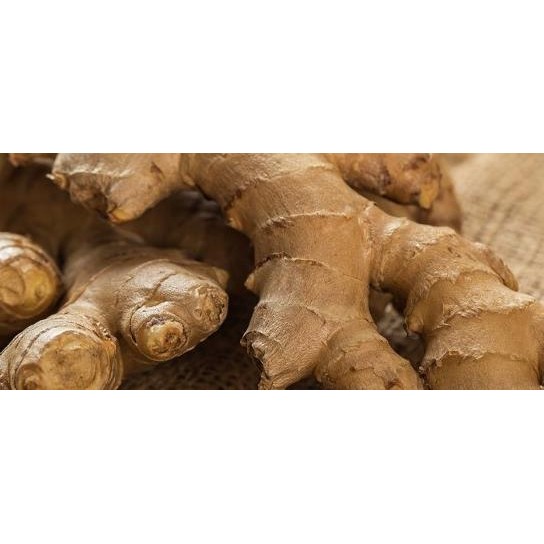 

Jahe Gajah Lokal Segar 1 Kg - Ginger Segar Setiap Hari