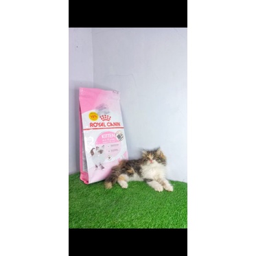 persia flatnose calico betina 2 bulan