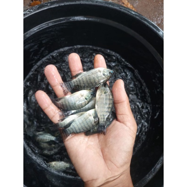 bibit nila hitam monosex perkilo