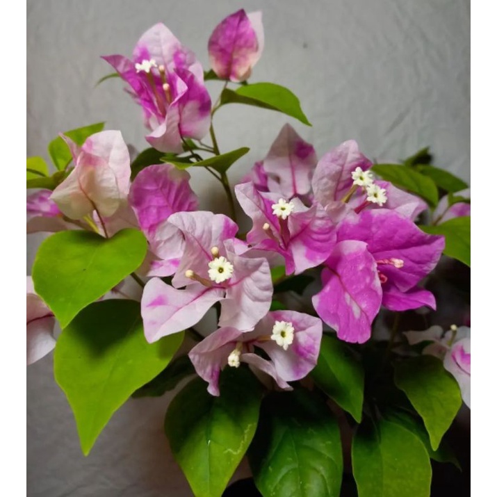 Tanaman Hias Outdoor Cantik Bunga Bougenville / Bugenville / Bunga Kertas sakura ice cream