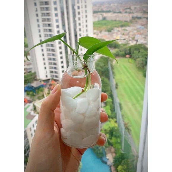 [Vas] Vas Botol Tanaman Air Batu Alam Bunga Korea Hidroponik [Simple]