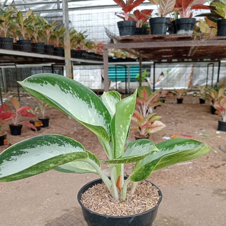 ーBRf PROMO AGLONEMA  Aglaonema Green Bowl e Promo ✫.
