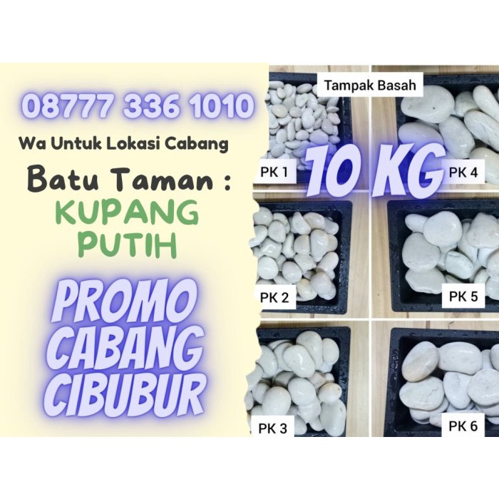 [Hiasan] Batu Taman Hias Kupang Putih Besar Kecil - Jumbo Aquascape Aquarium [Taman]