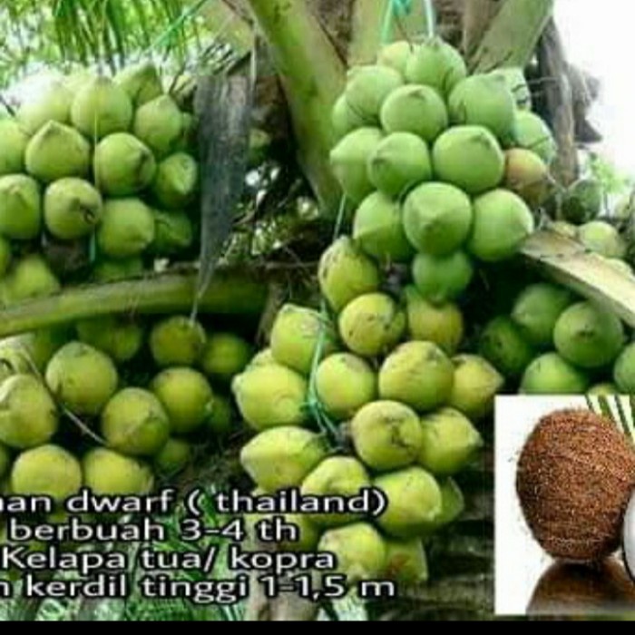 [Bibit] Bibit Kelapa Dwarf Unggulan/ Kelapa Dwarf Genjah Super [Unggul]