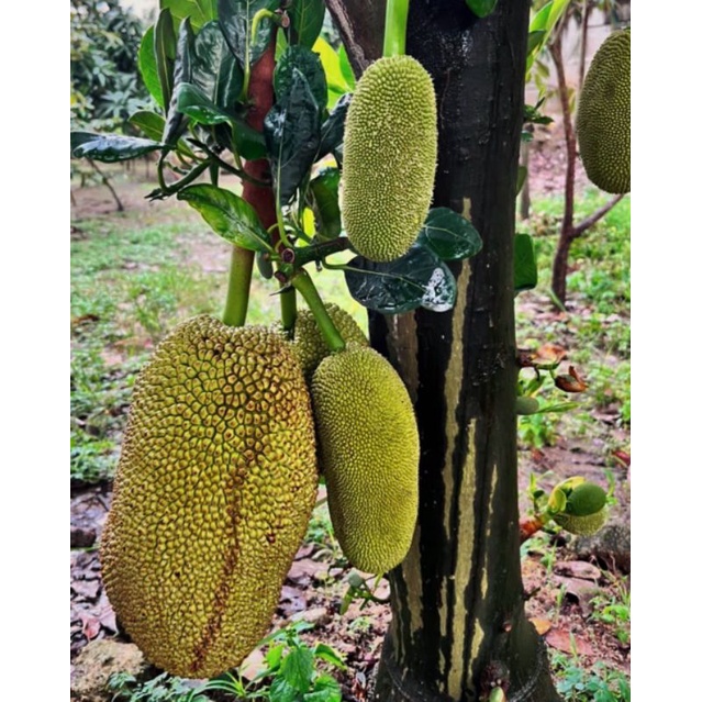 Bibit Buah Nangka Madu