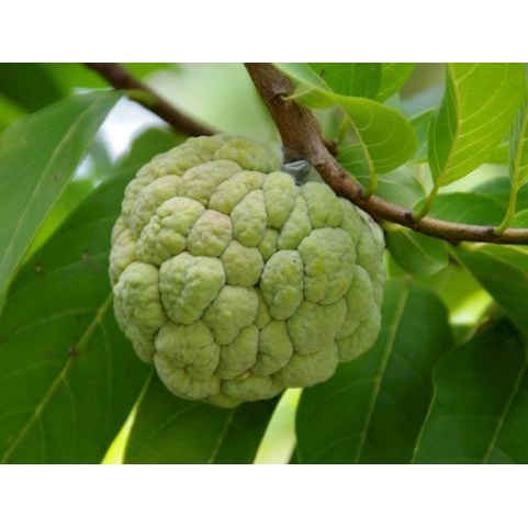 Buah Srikaya 500 Gram Segar Baru Petik Nona Srikaya Murah Berkualitas