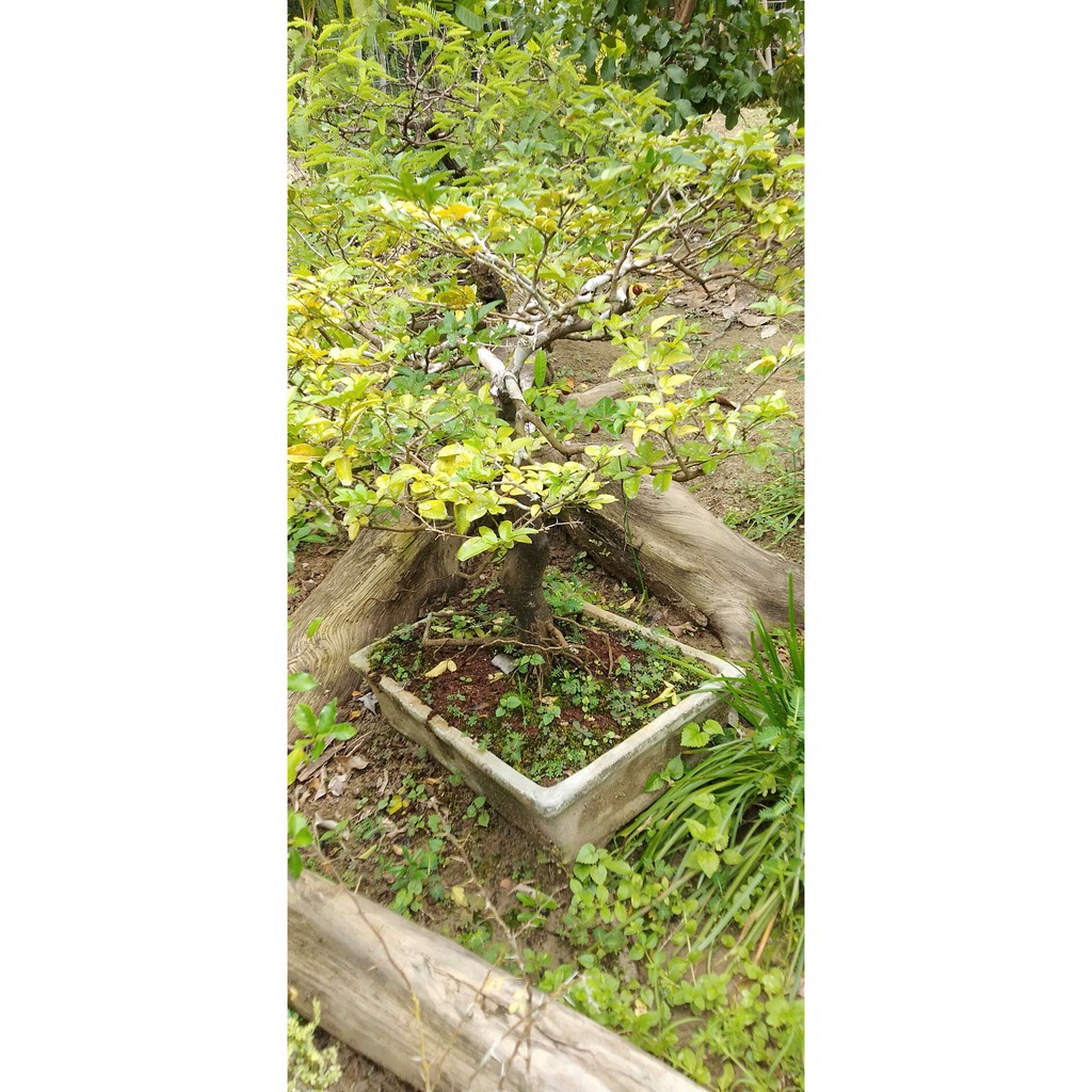 Bonsai Pohon Jeruk Kingkit Murah Berkualitas