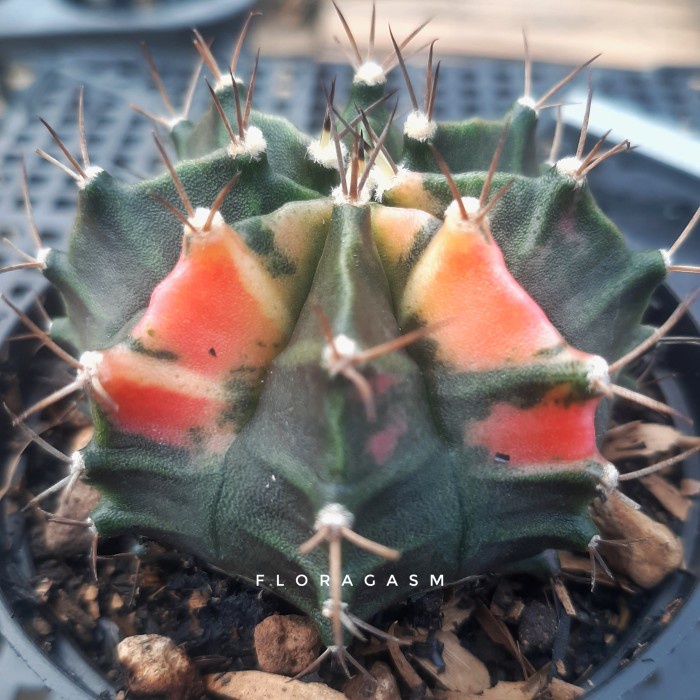 Terlaris Kaktus Gymno Gymnocalycium Hybrid Variegata 5-6Cm++