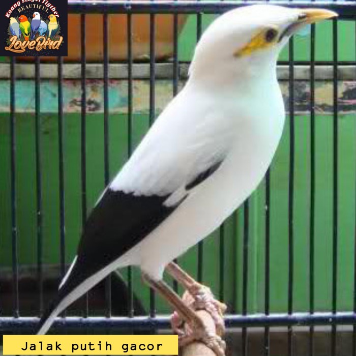 Terlaris Jalak Putih Gacor Murah Berkualitas