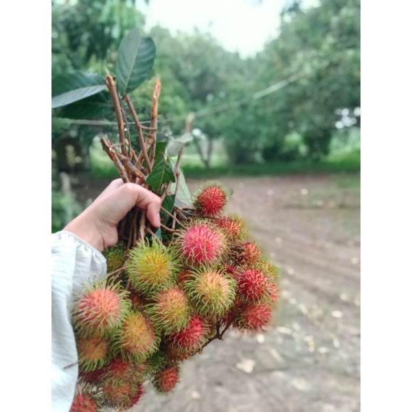 

Rambutan