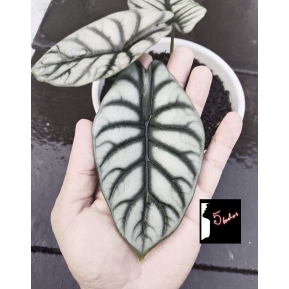 Ayo Dapatkan Size Remaja tanaman hias alocasia silver dragon asli rawatan pribadi bunga keladi alokasia dragon silver daun tebal 276