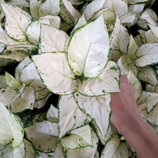 ' Aglonema Super White Tisu /Daun 8-9-10++ t Produk Premium Harga Termurah.