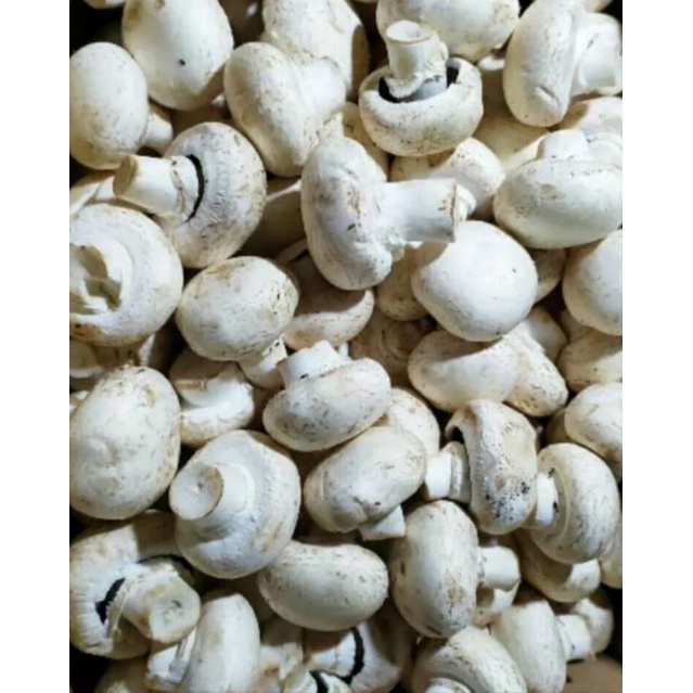 

Jamur kancing/champion fresh