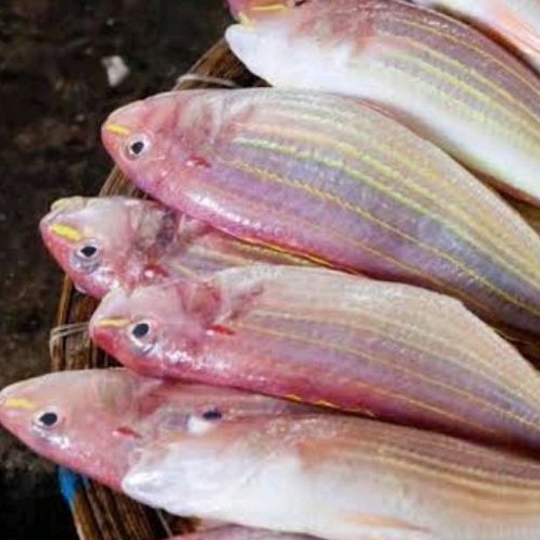 

IKAN TERISI FRESH 500gr