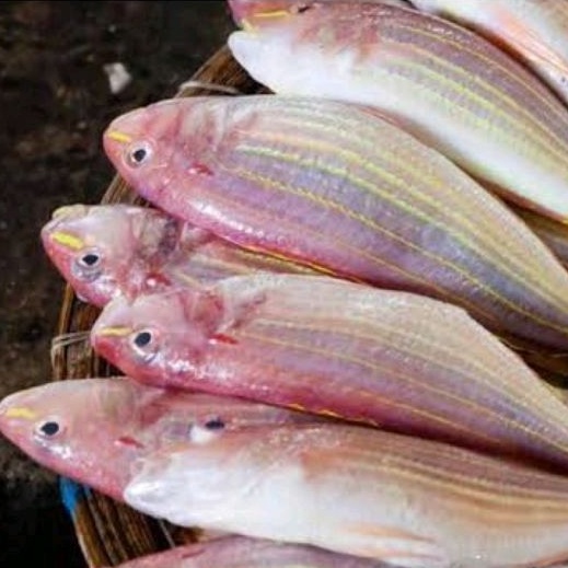 

IKAN TERISI FRESH