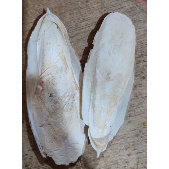 tulang sotong - asinan - asinan perkutut - asinan kenari