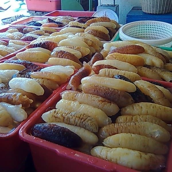 

Teripang / Hasiom / Teripang Pontianak Bestseller Daging