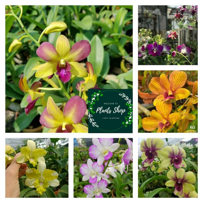 Seedling Anggrek Dendrobium Bibit - Paket 6 Bunga Anggrek , Tanaman Hidup-Bunga Hidup -Kembang Hidup
