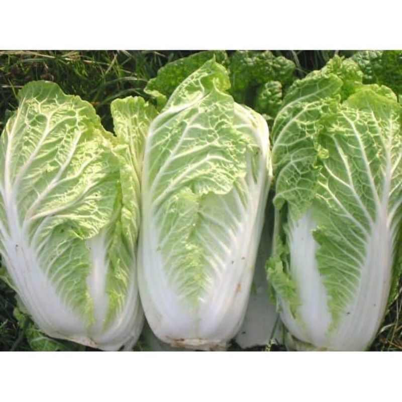 

sawi putih seger murah