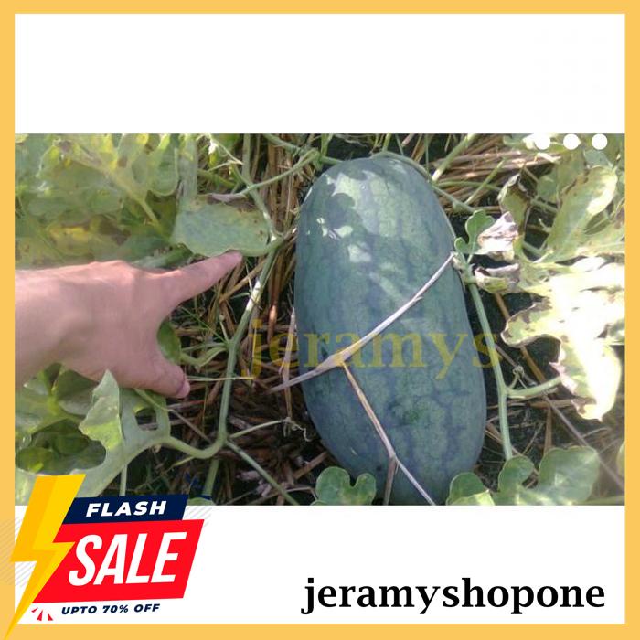 BEST BRAND BENIH-BIBIT SEMANGKA INUL PALAGUNA F1 (CAP PANAH MERAH) 