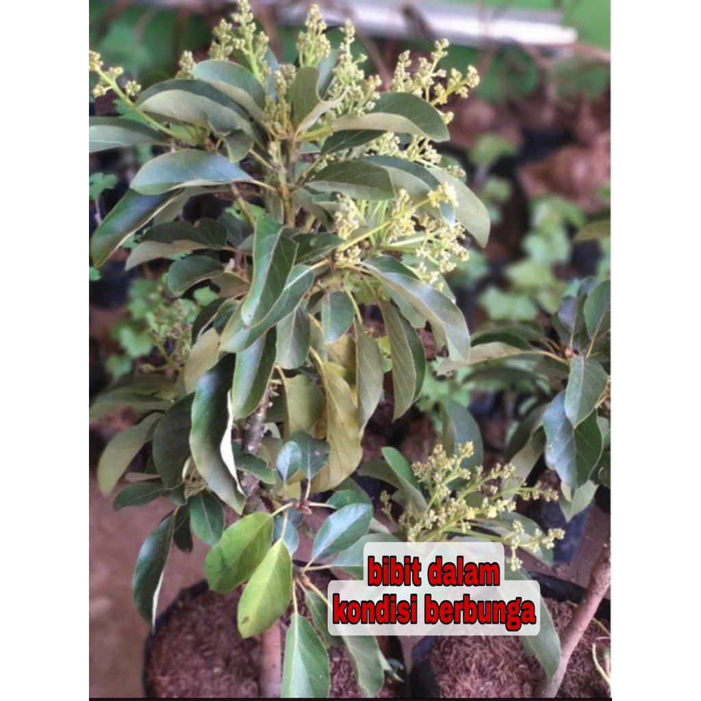 Bibit tanaman pohon buah apokat alpukat aligator super jumbo sudah berbunga cepat berbuah dalam pot